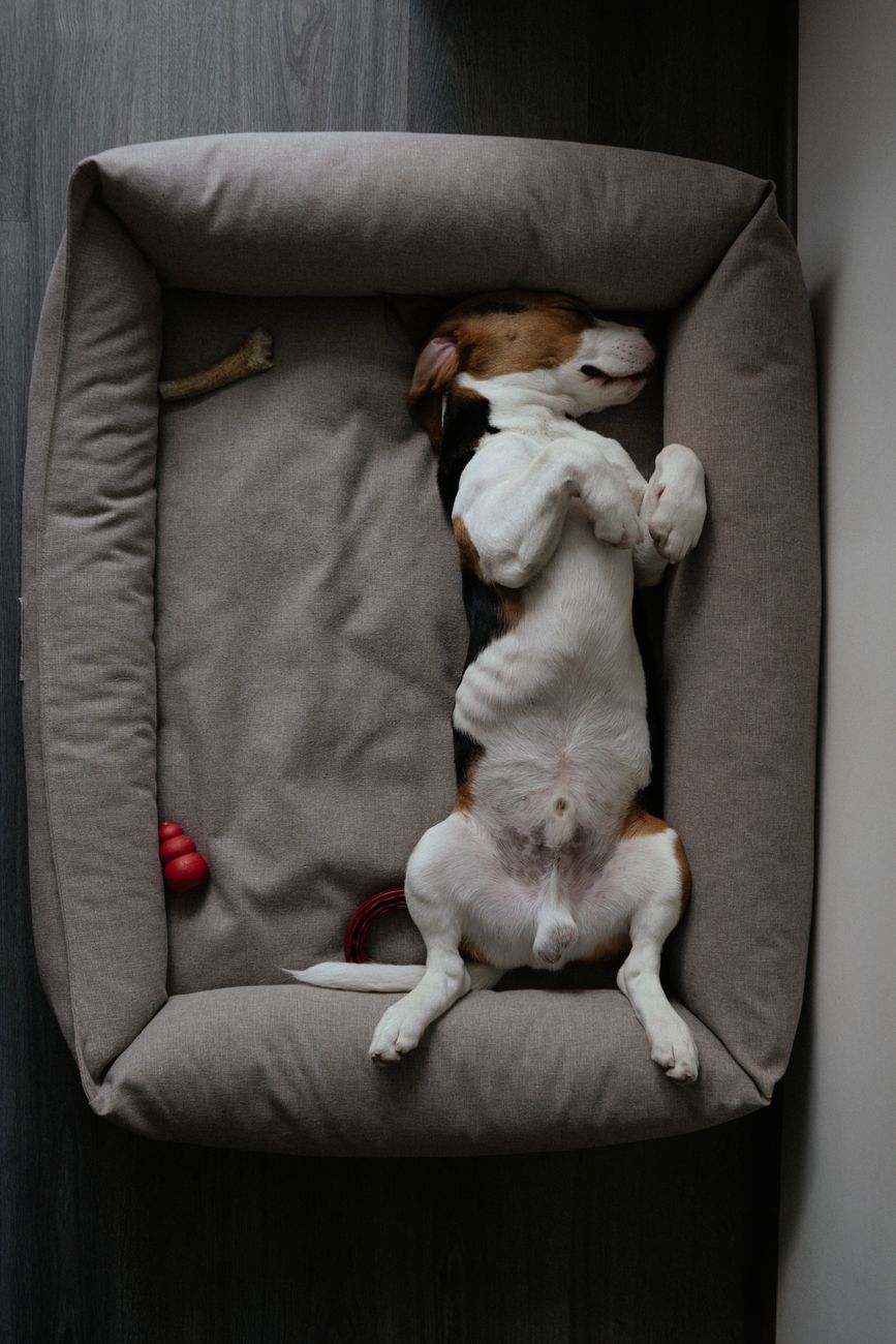 Beauty Rest Super Lux Extended Sleep Surface Pet Bed
