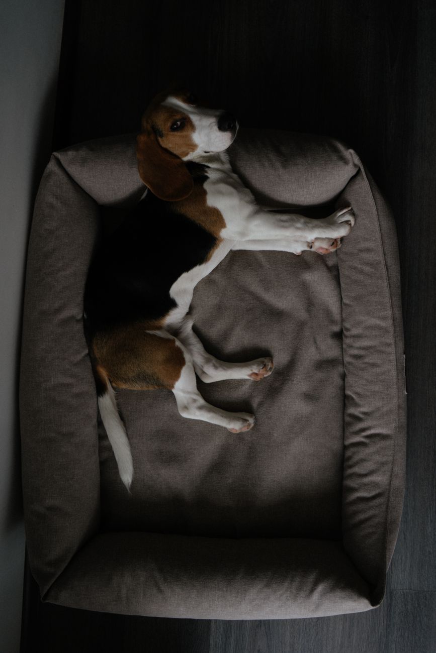 Beauty Rest Super Lux Extended Sleep Surface Pet Bed