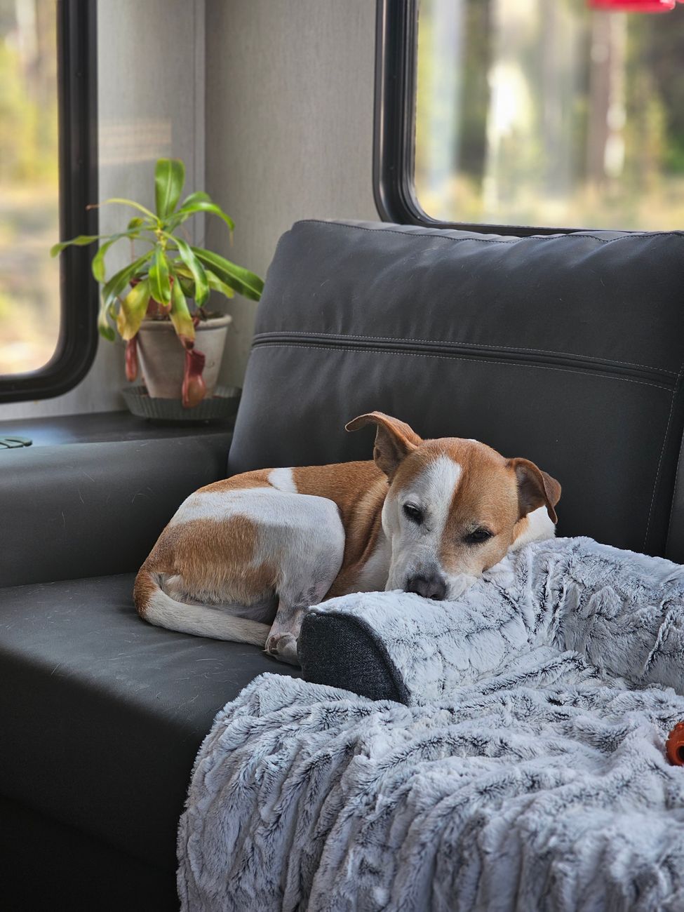 dog lying down on sofa
