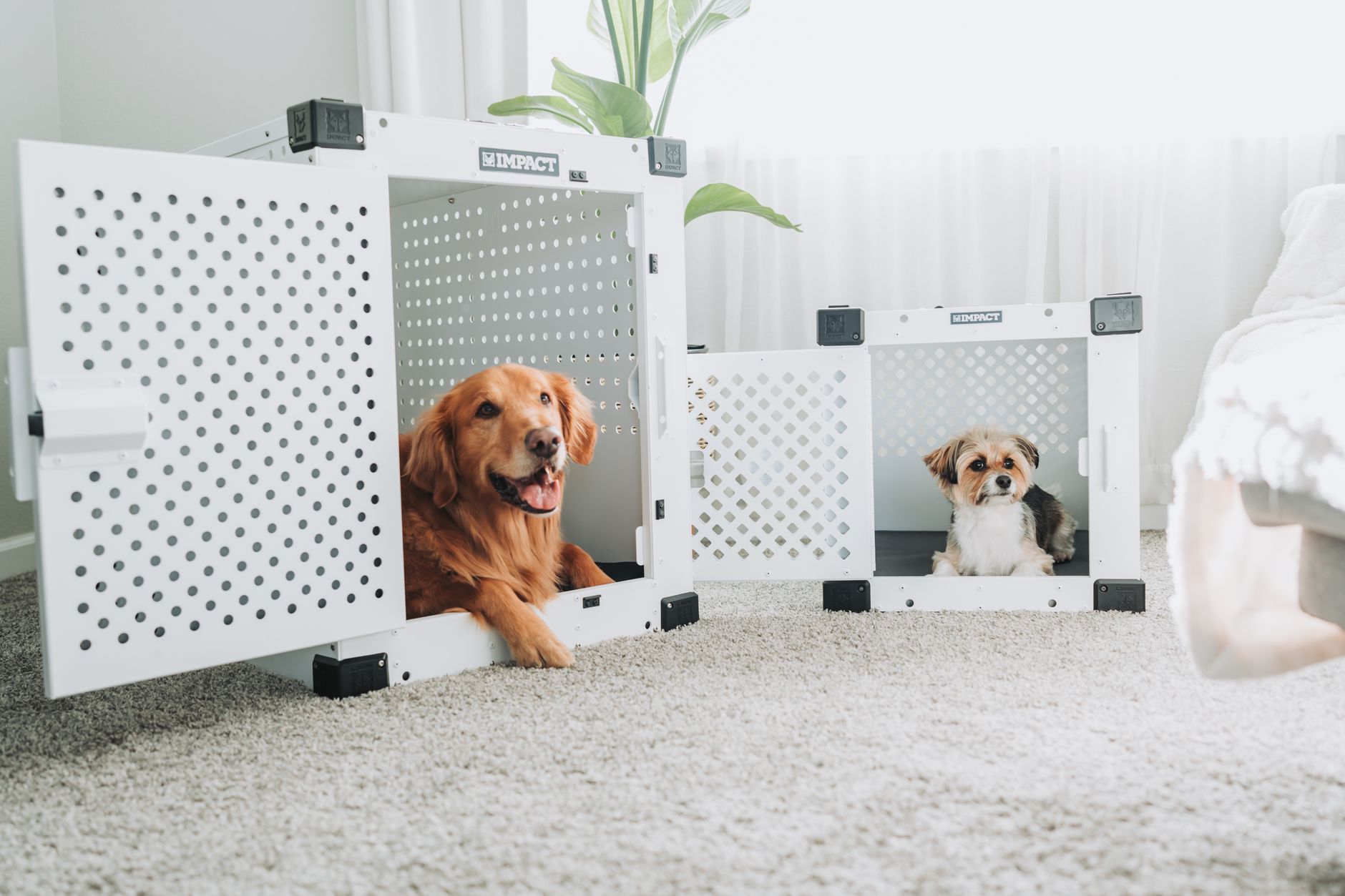 Health and Training Benefits for Your Dog