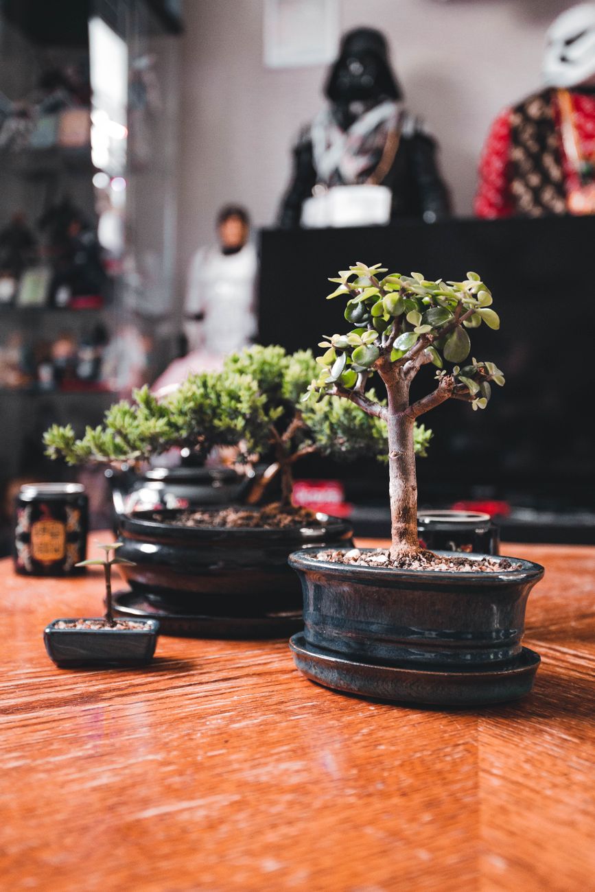Mini Plant
