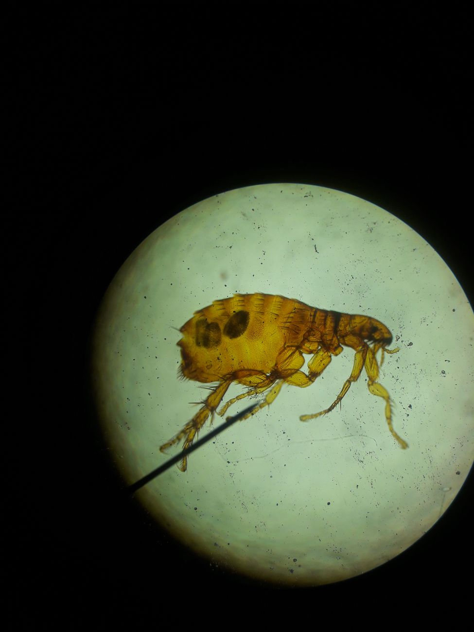 close up of insect under microscope