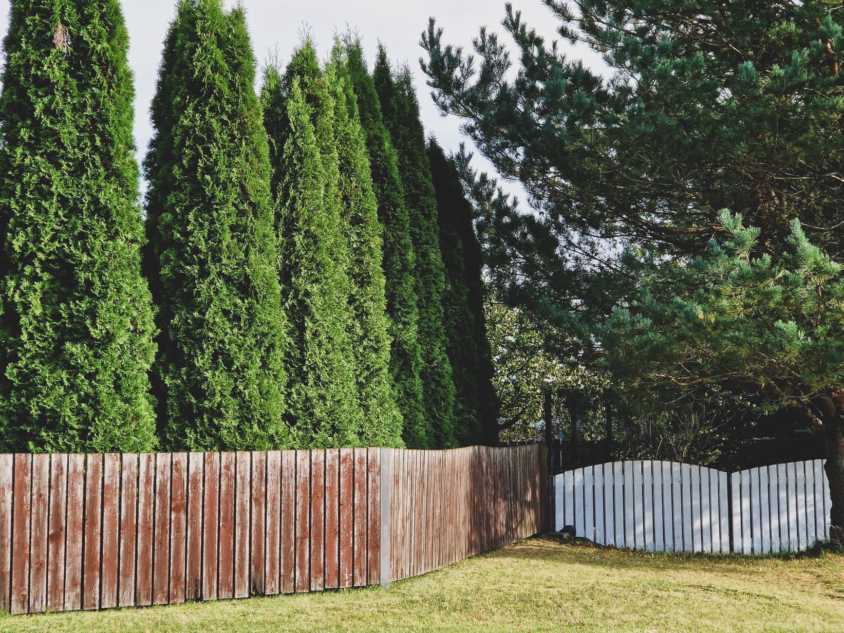 Outdoor Privacy Screen