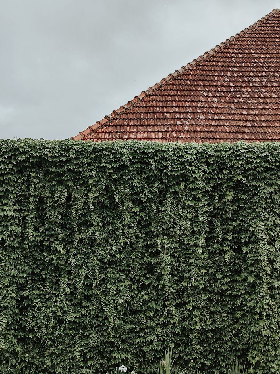 a hedge and a roof