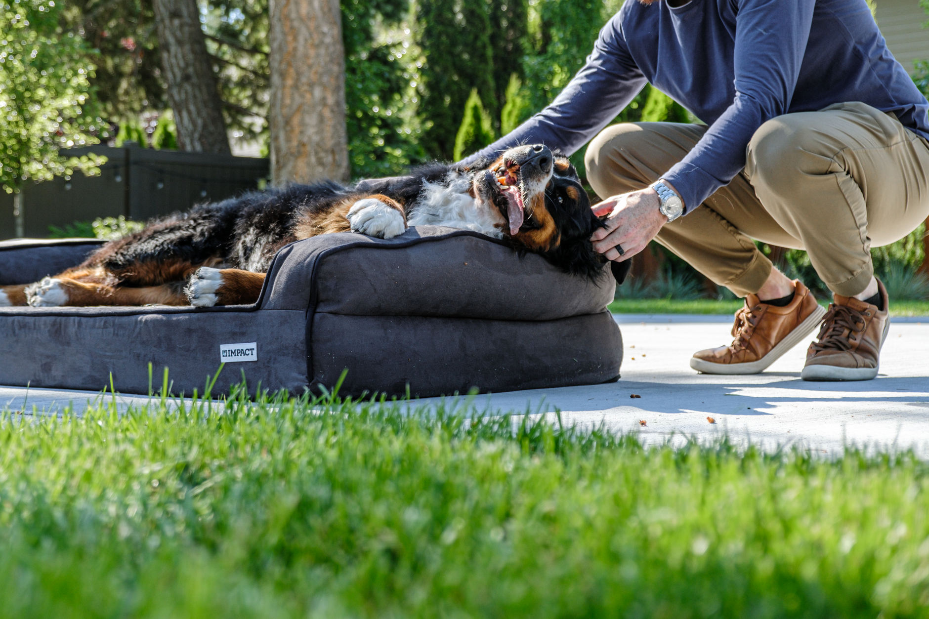 bernese mountain dog relaxing outdoors on bed
