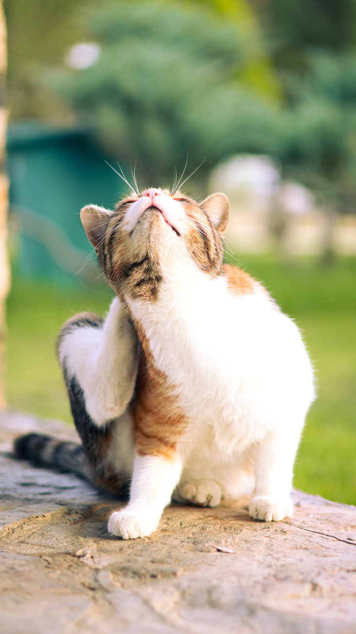 calico cat scratching outdoors during daytime