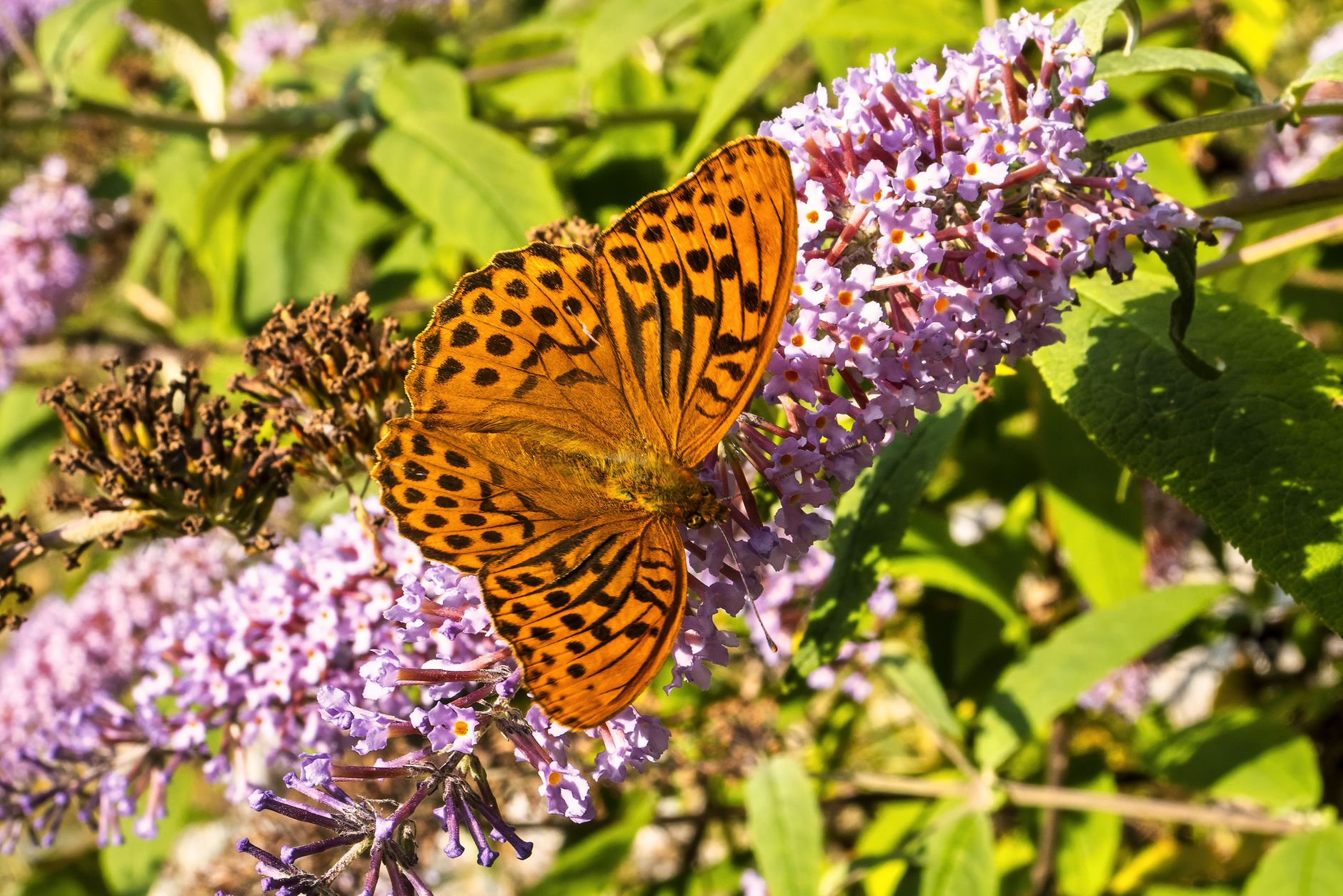 Make a Butterfly-Friendly Garden Corner