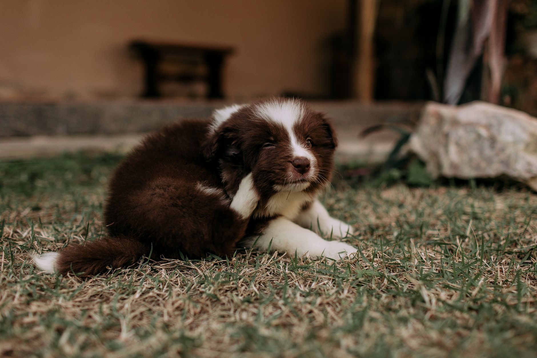 How to Get Rid of Fleas in House