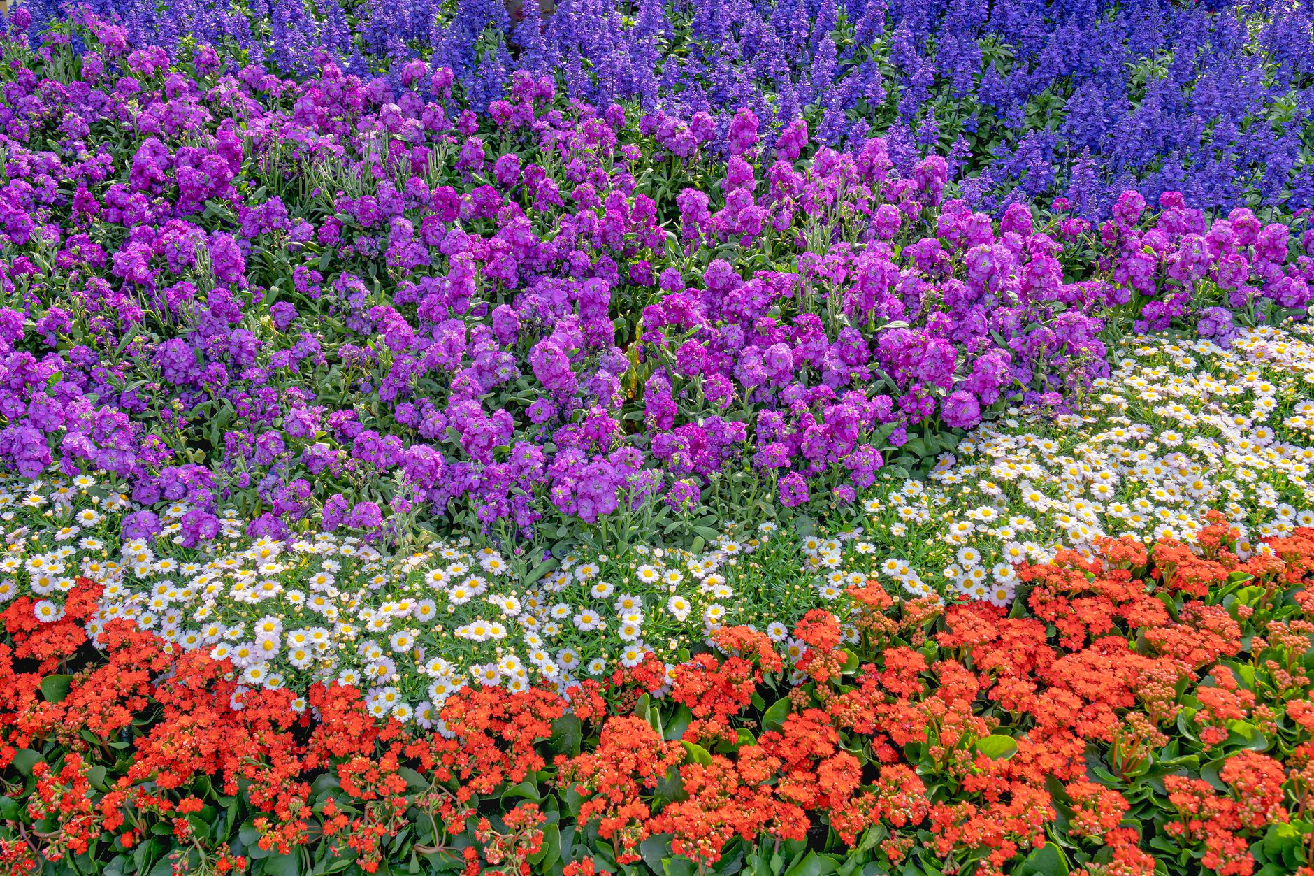 vibrant floral display in hong kong garden