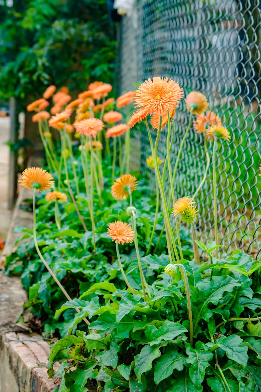 Flower Bed Along a Fence