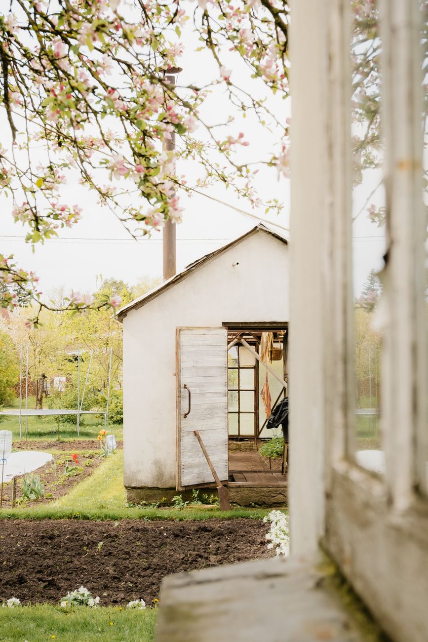 charming rustic garden shed in springtime blossom