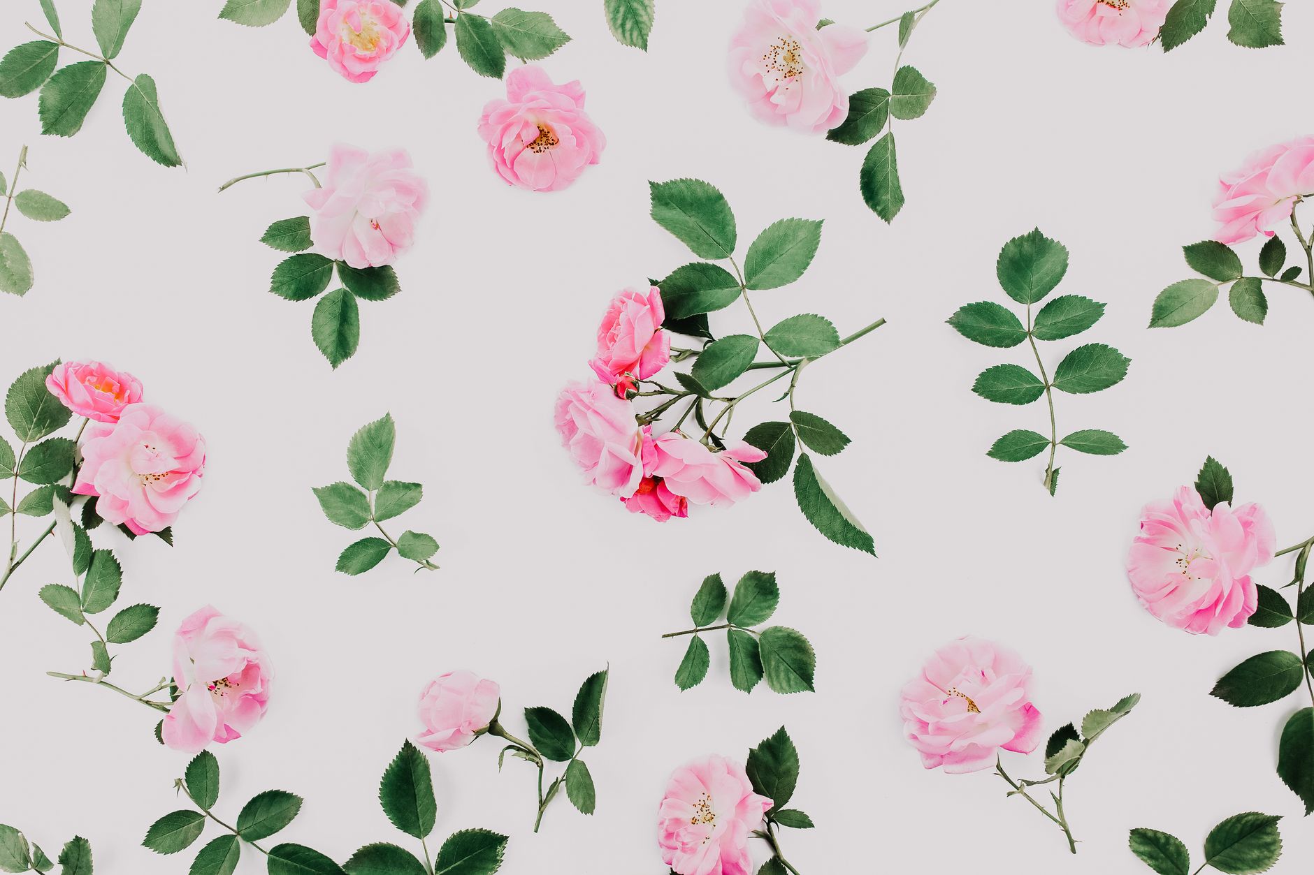 flowers on white background
